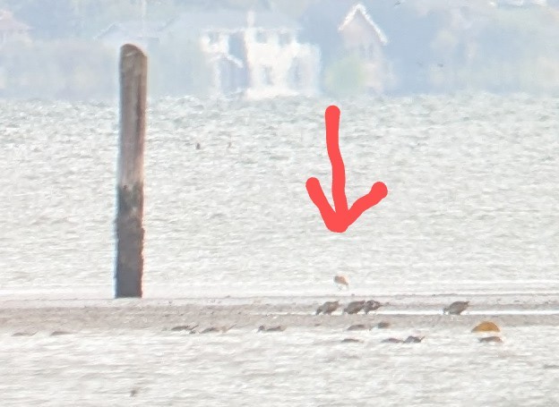 Marbled Godwit - ML633545836