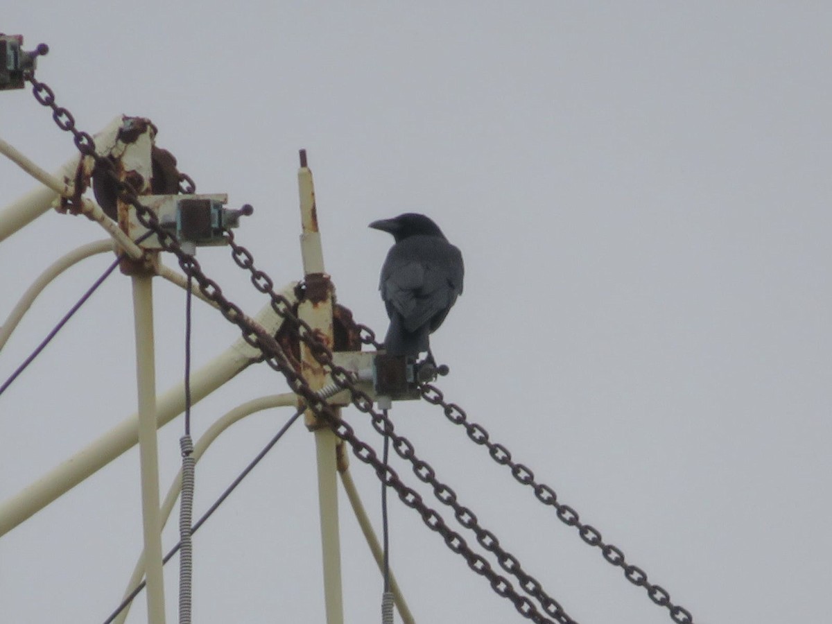 Carrion Crow - Simão Magriço