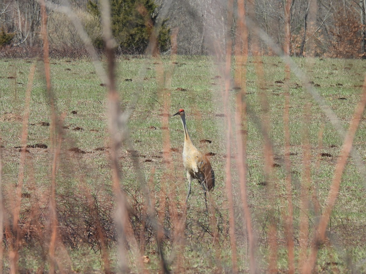沙丘鶴 - ML633546042