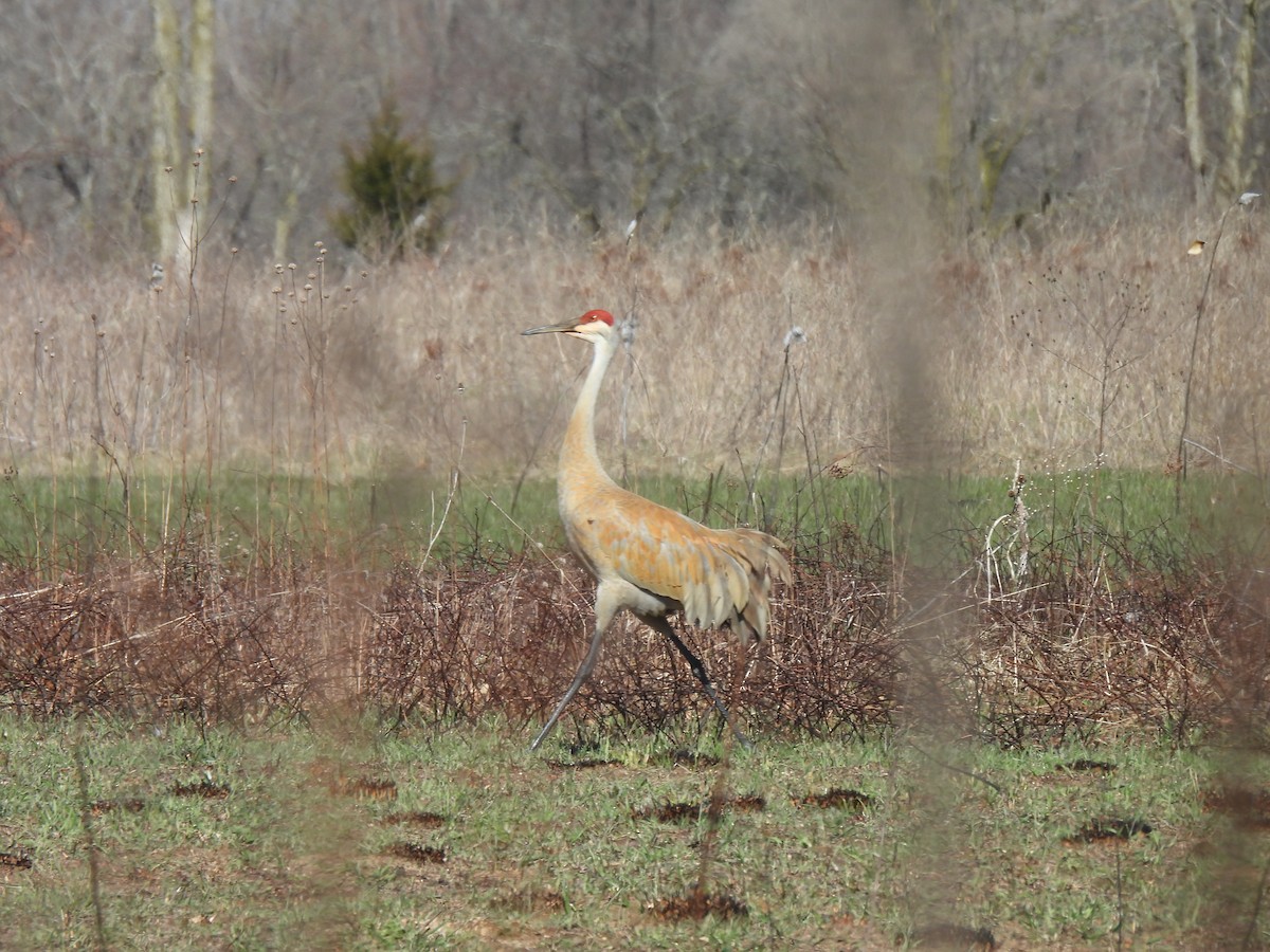 沙丘鶴 - ML633546061