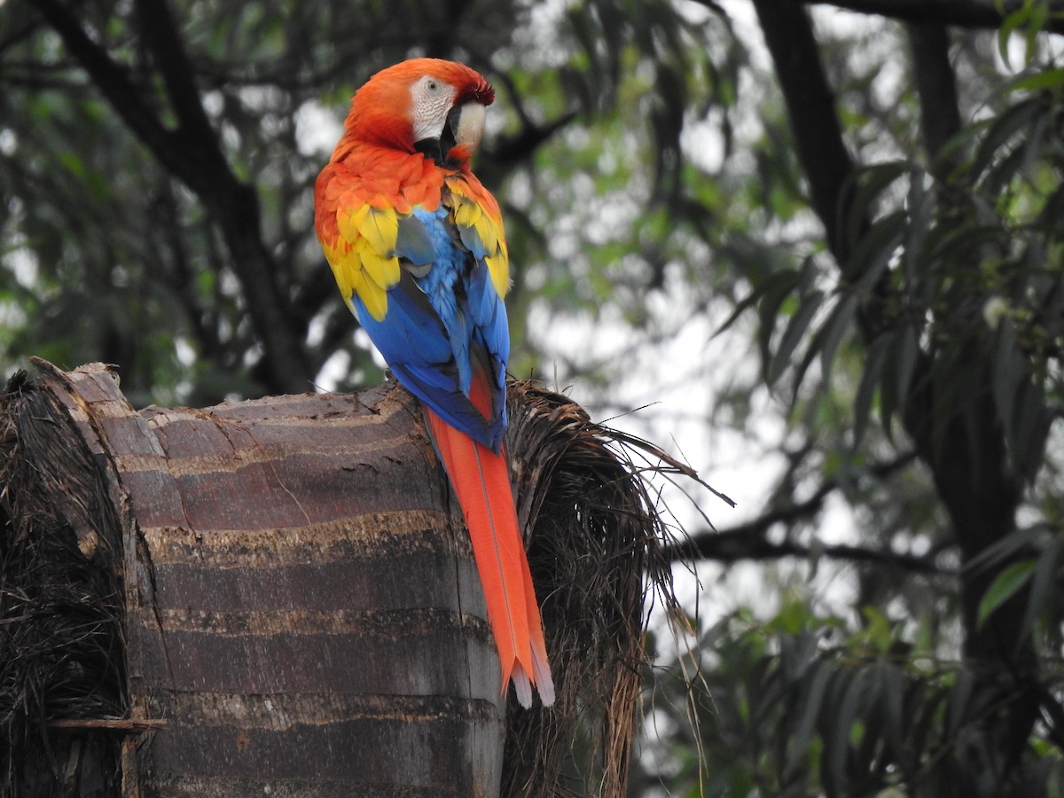 Scarlet Macaw - ML633546085