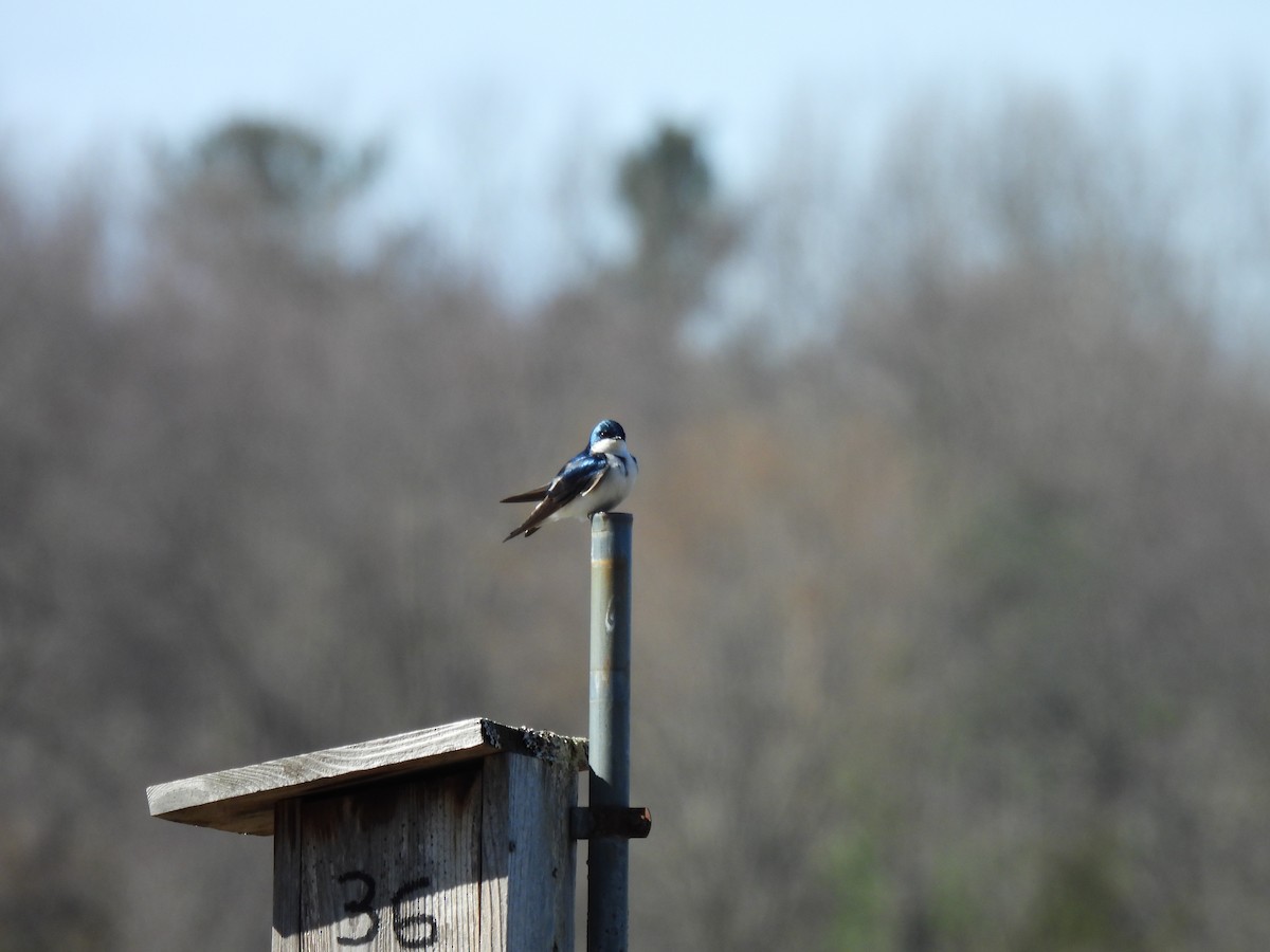 Tree Swallow - ML633546093