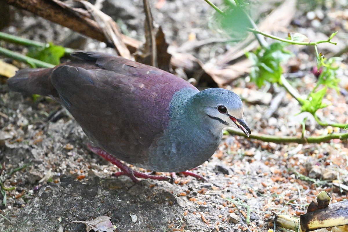Buff-fronted Quail-Dove - ML633546323