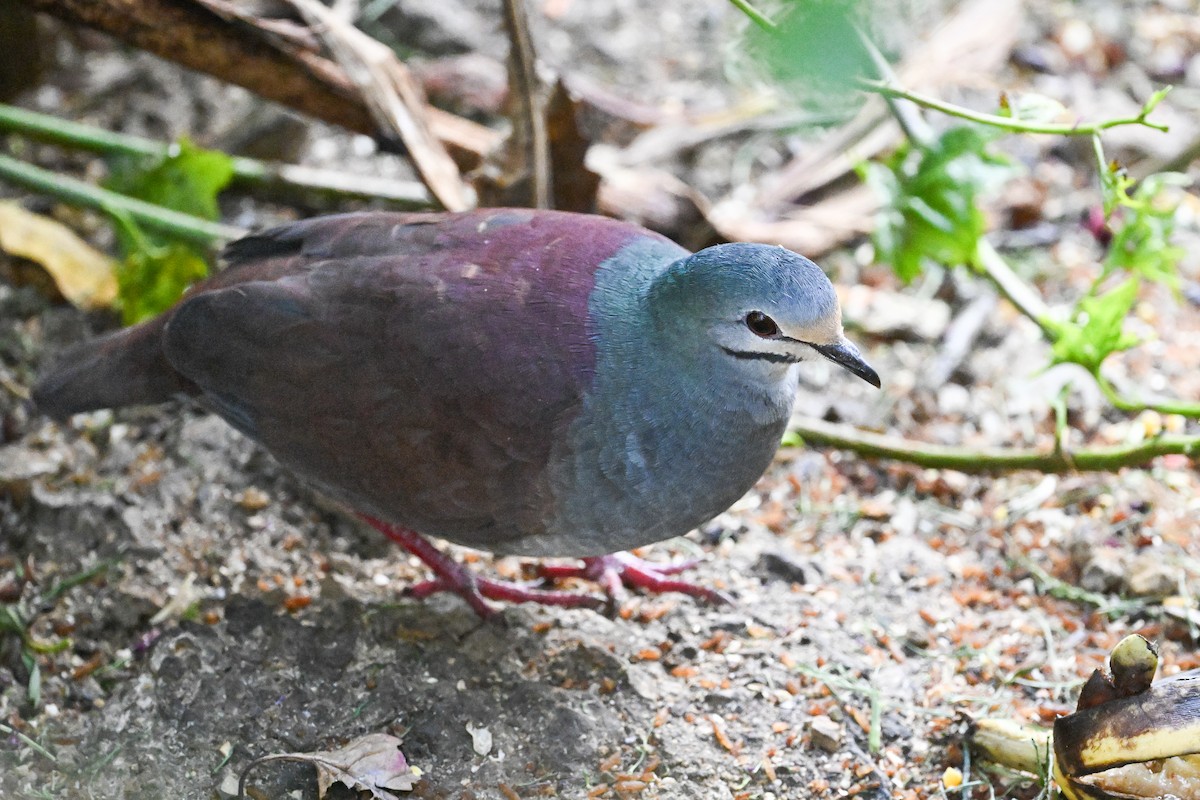 Buff-fronted Quail-Dove - ML633546342