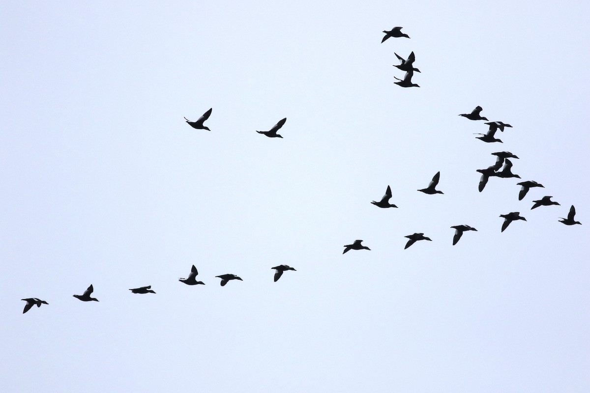 White-winged Scoter - ML633546398