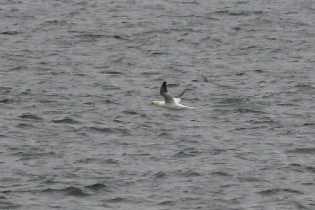 Northern Gannet - ML633546411