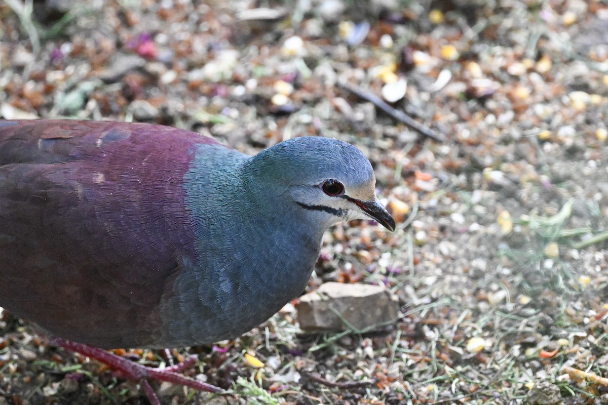 Buff-fronted Quail-Dove - ML633546498