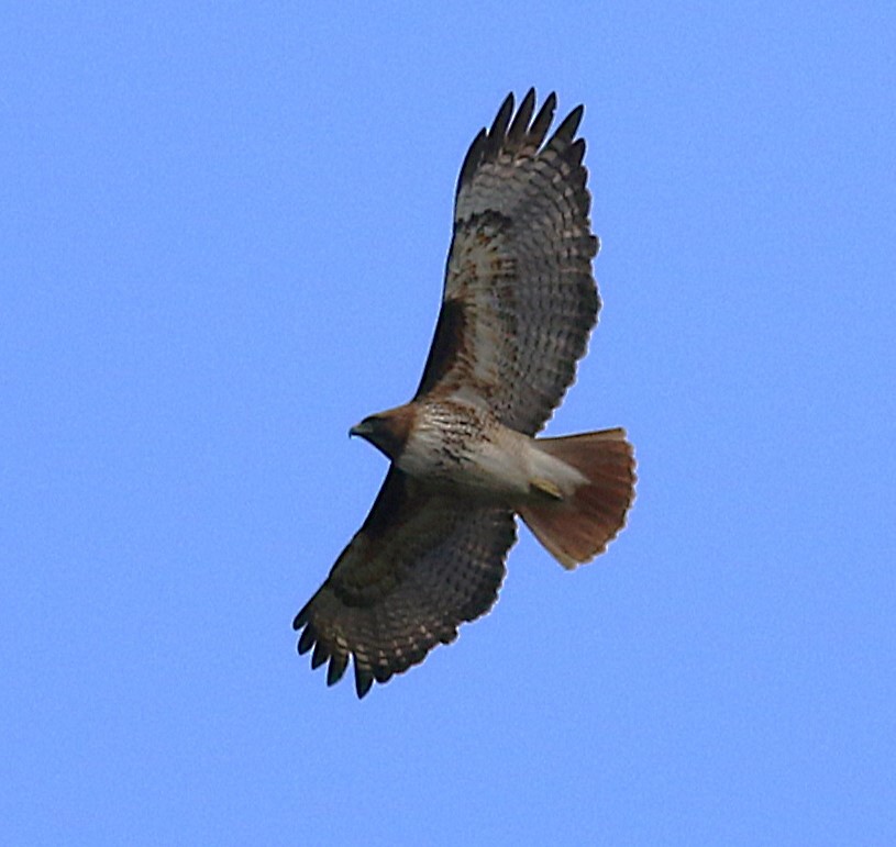 Red-tailed Hawk (costaricensis) - ML633546509