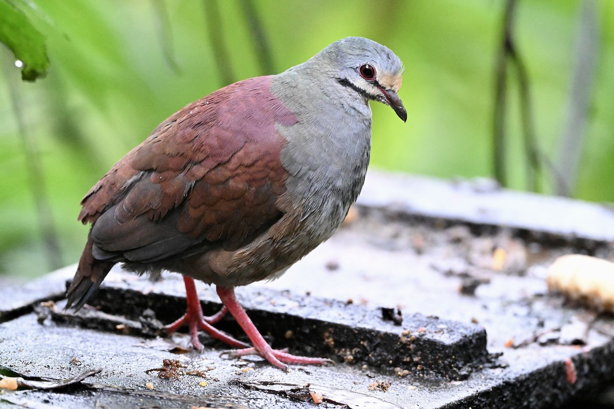 Buff-fronted Quail-Dove - ML633546512