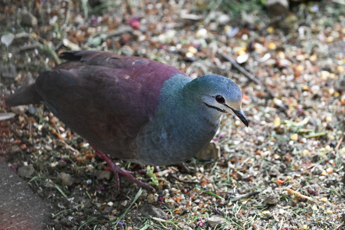 Buff-fronted Quail-Dove - ML633546526