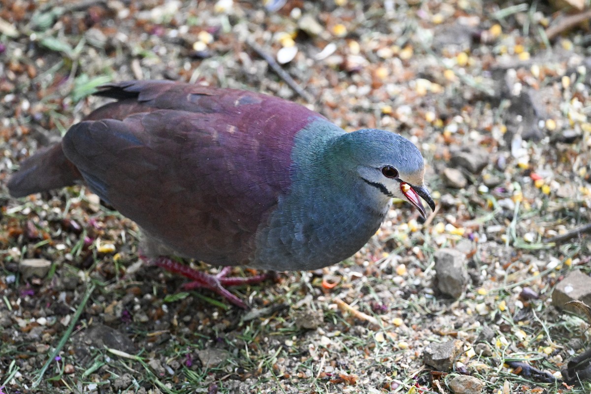 Buff-fronted Quail-Dove - ML633546528