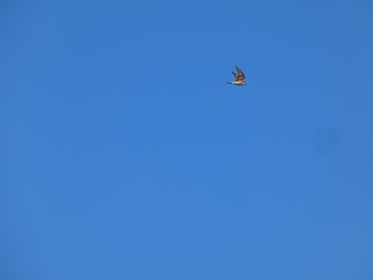 Peregrine Falcon - ML633546534