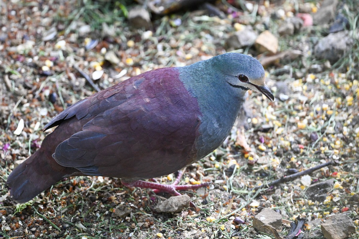 Buff-fronted Quail-Dove - ML633546544