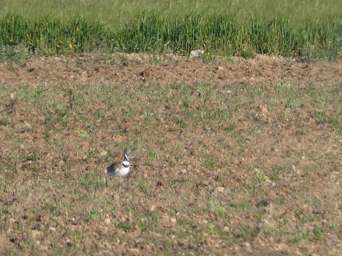 Little Bustard - ML633546586