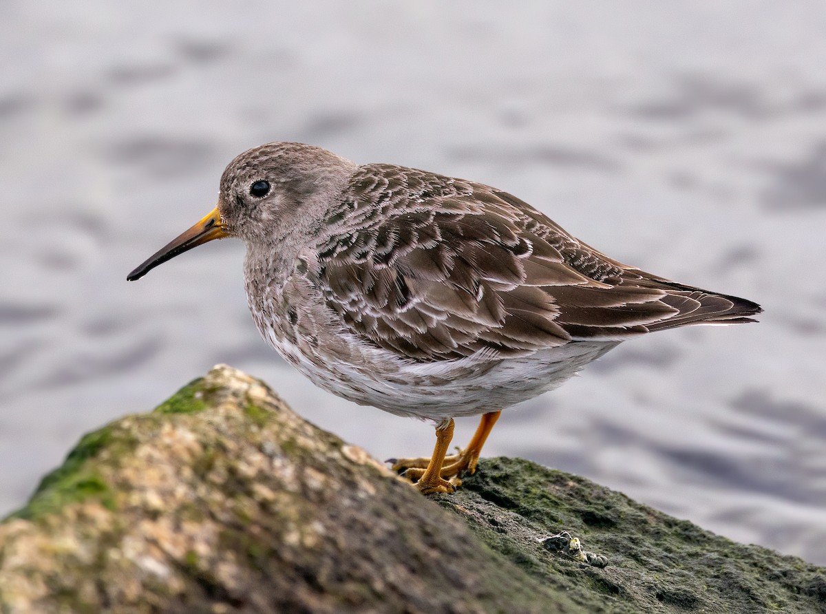 Purple Sandpiper - ML633546617