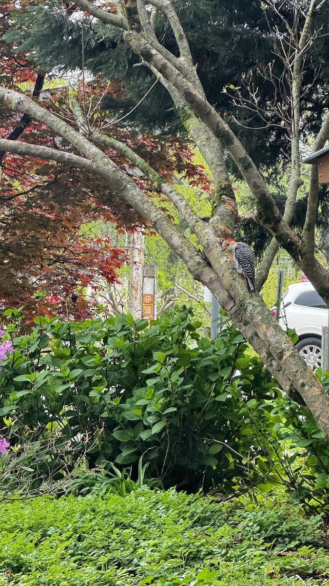 datel karolínský - ML633546731