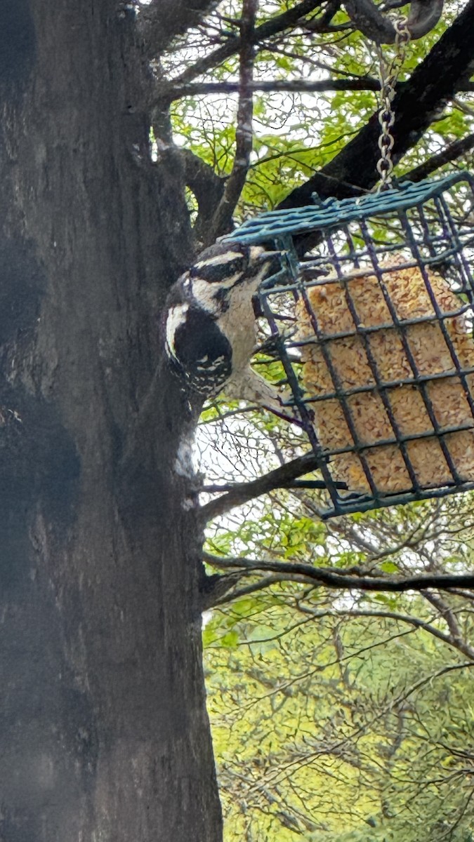 strakapoud osikový - ML633546735