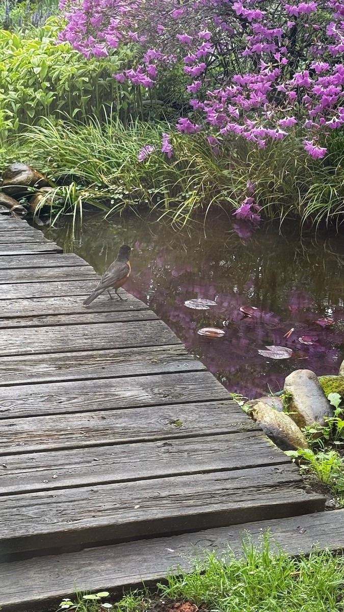 drozd stěhovavý - ML633546744