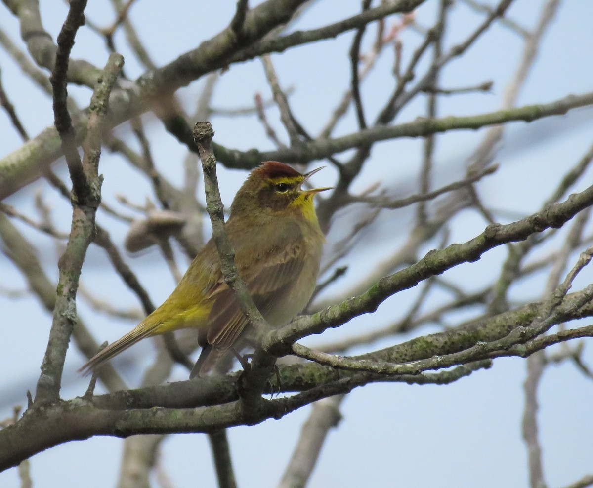 Palm Warbler - ML633546875