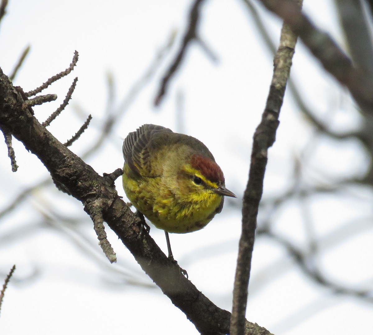 Palm Warbler - ML633546876