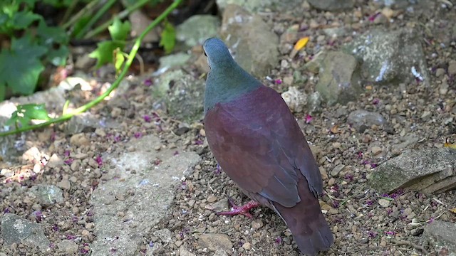 Buff-fronted Quail-Dove - ML633546932