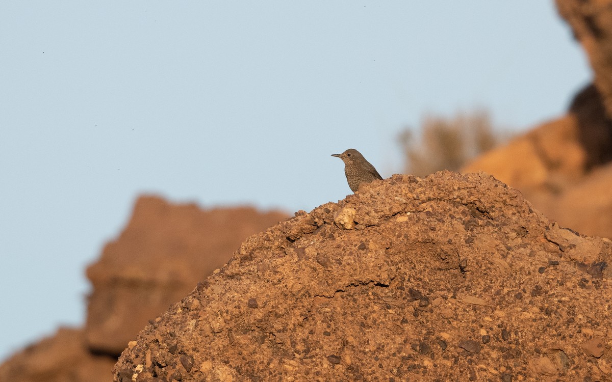 Blue Rock-Thrush - ML633546960