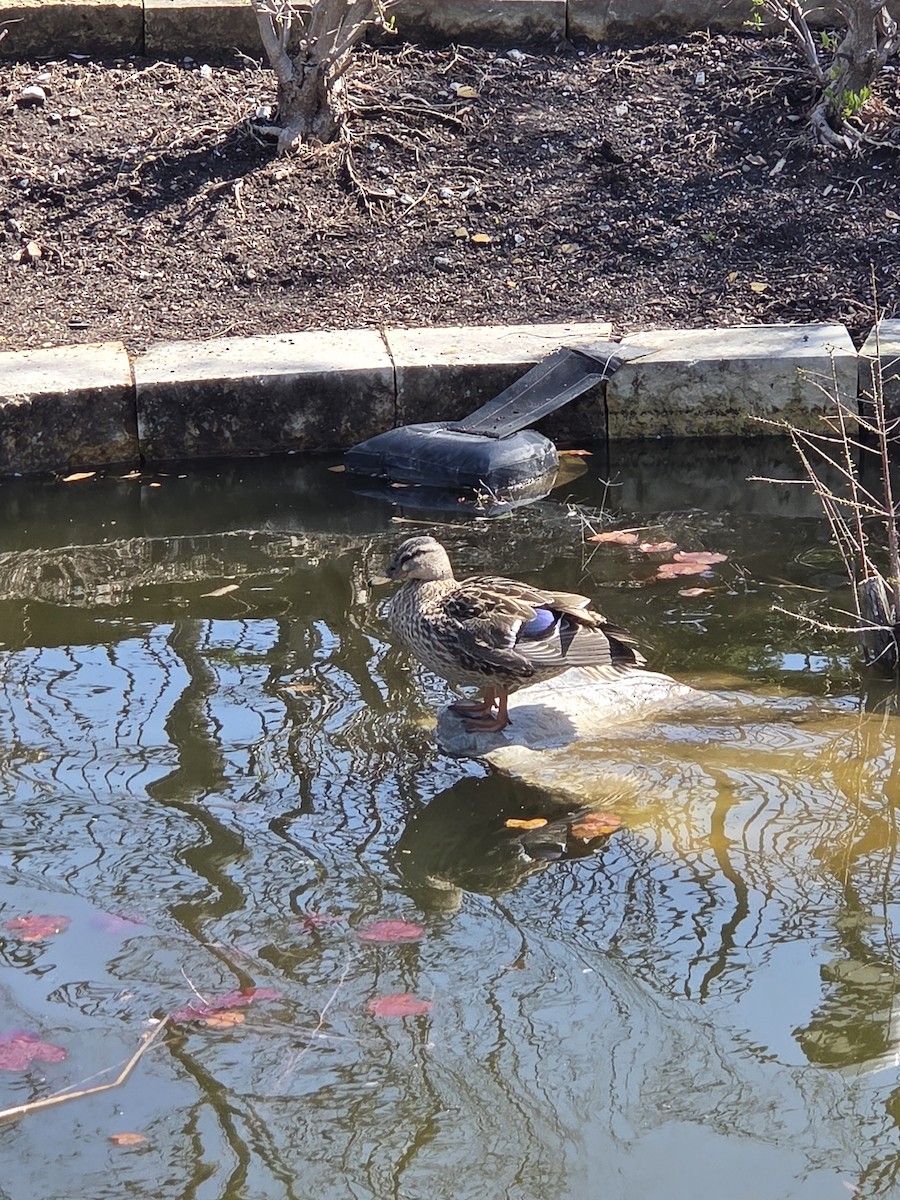 Mallard - ML633547076