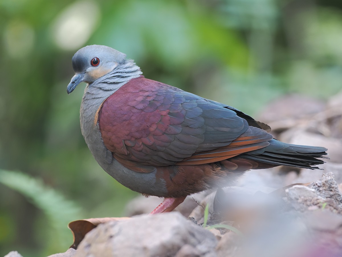 Crested Quail-Dove - ML633547084