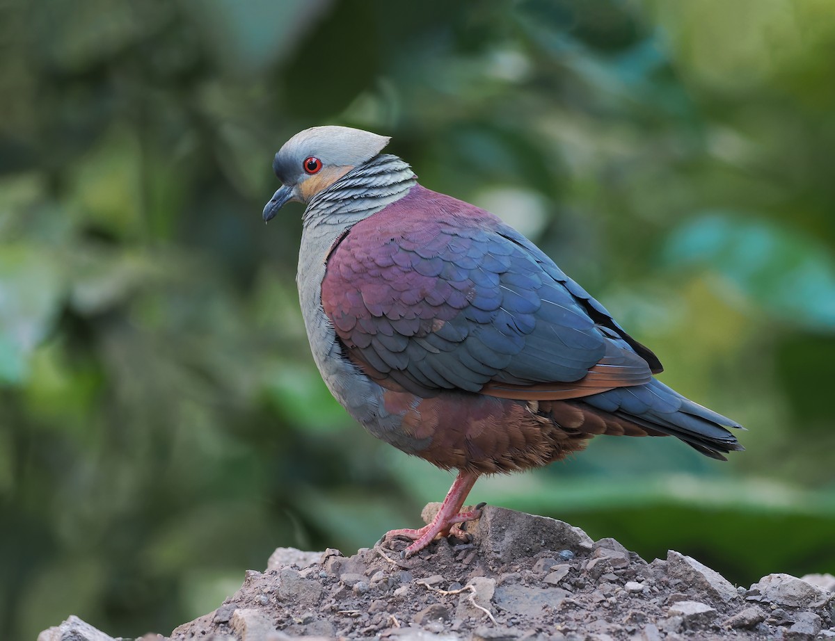 Crested Quail-Dove - ML633547096