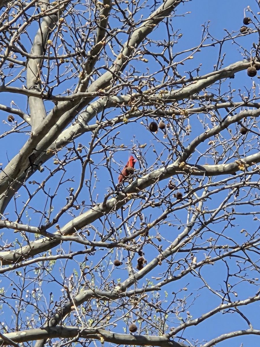 Northern Cardinal - ML633547098