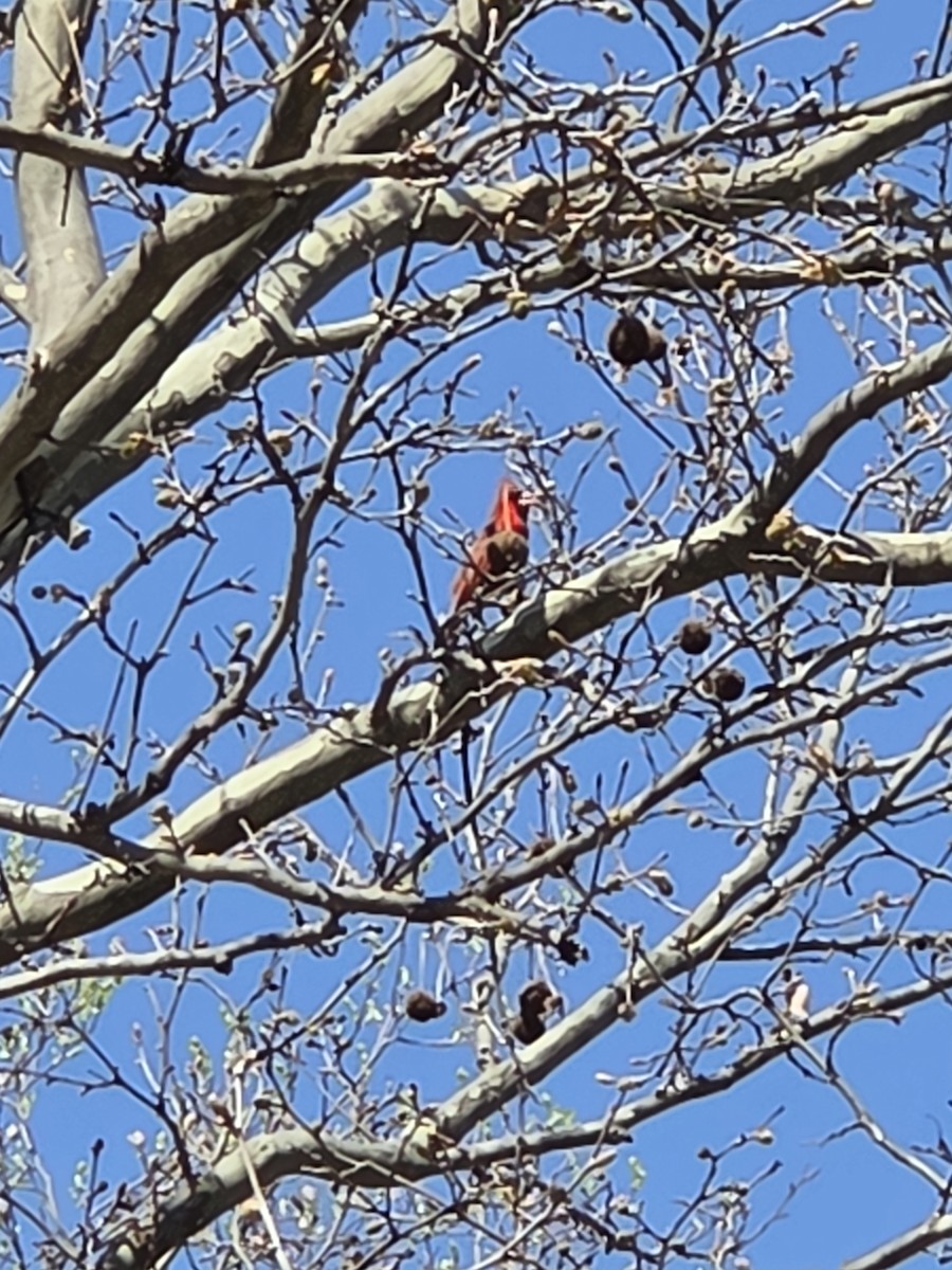 Northern Cardinal - ML633547099