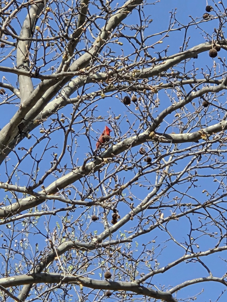 Northern Cardinal - ML633547100