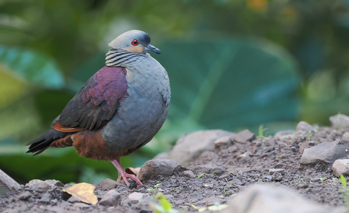 Crested Quail-Dove - ML633547102