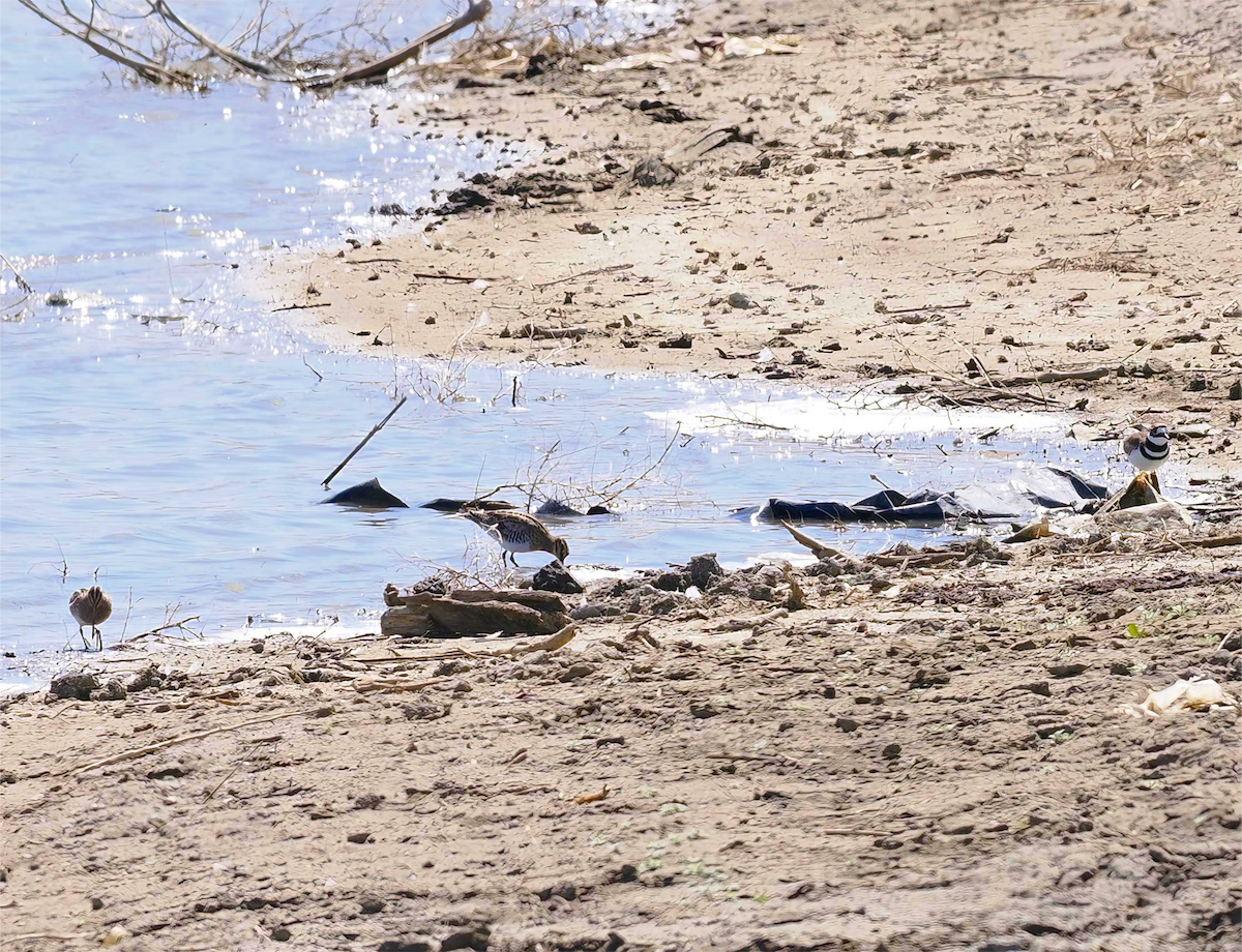 Wilson's Snipe - ML633547133