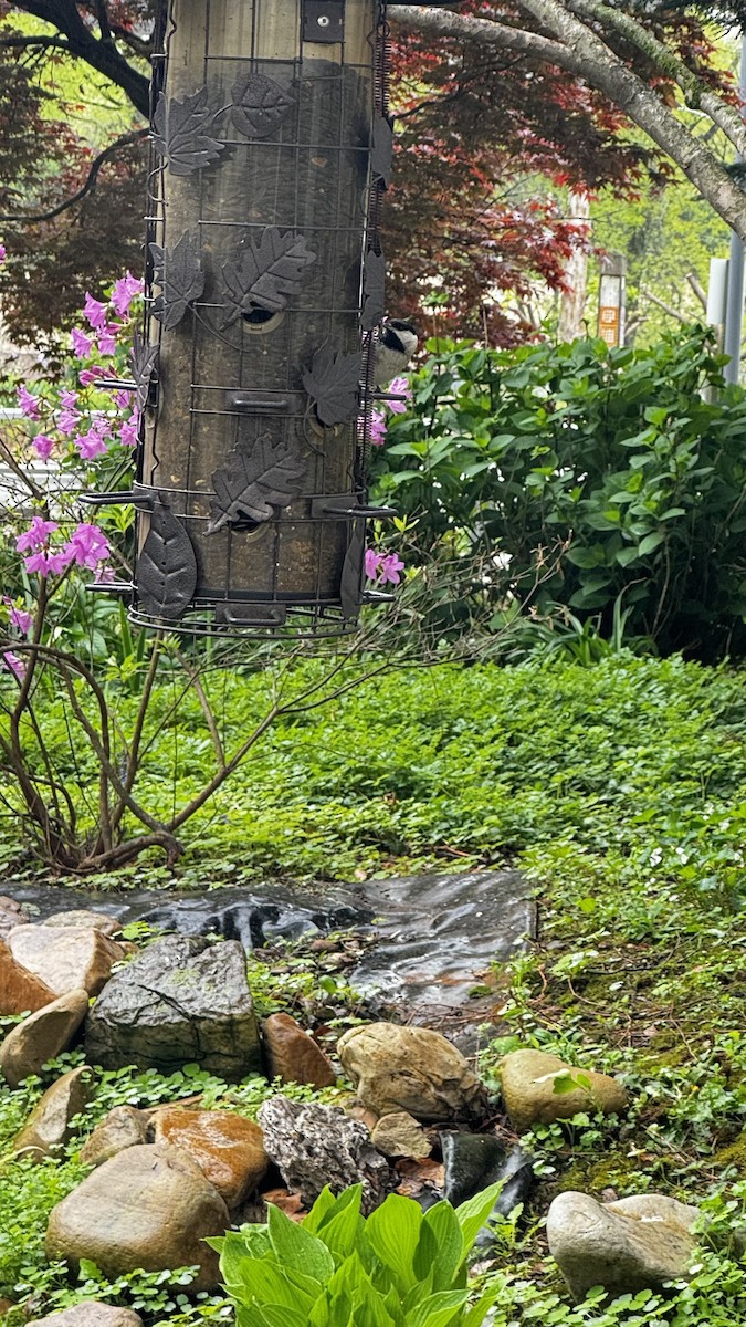 sýkora karolínská - ML633547212