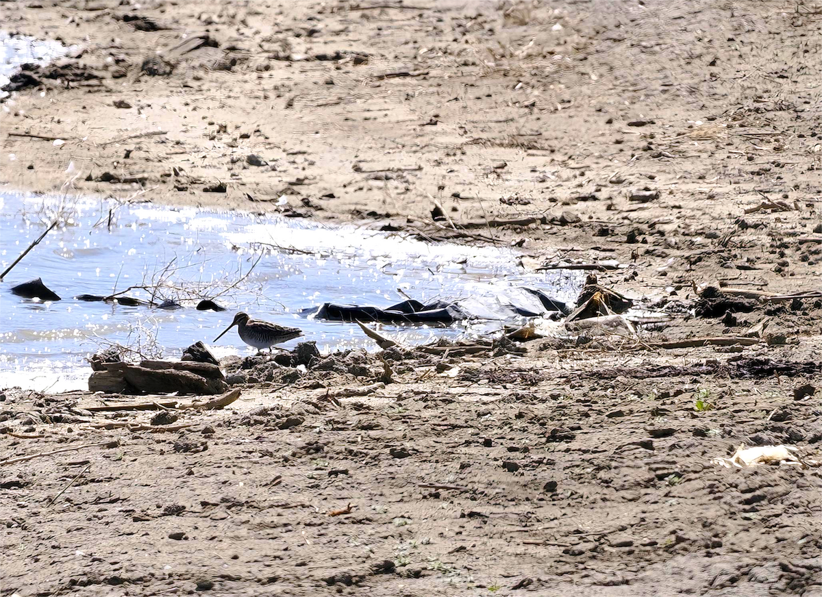 Wilson's Snipe - ML633547227