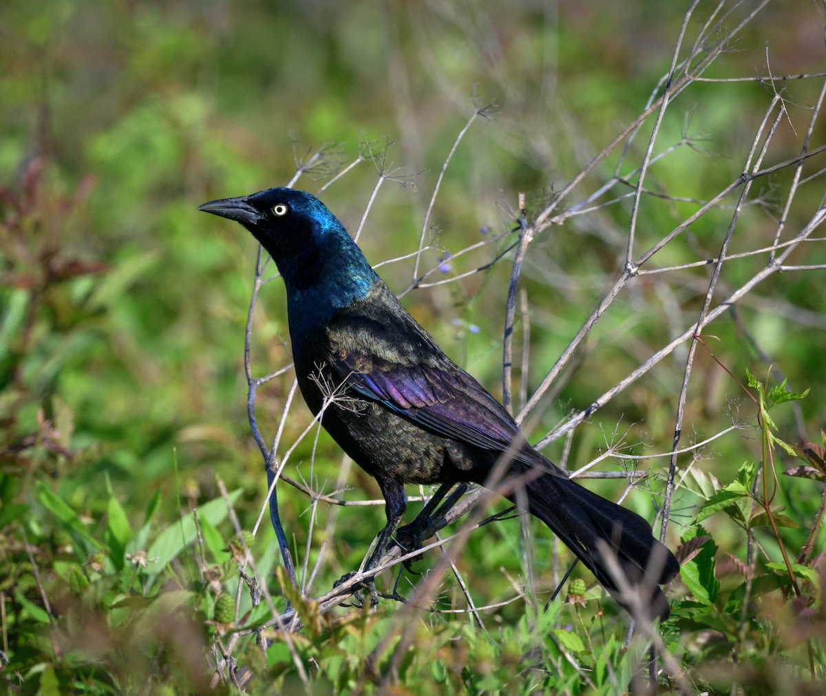 Common Grackle - ML633547376