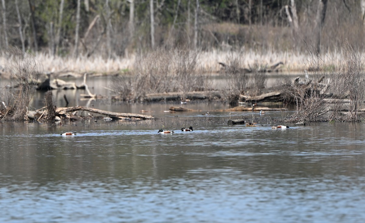 Northern Shoveler - ML633547489