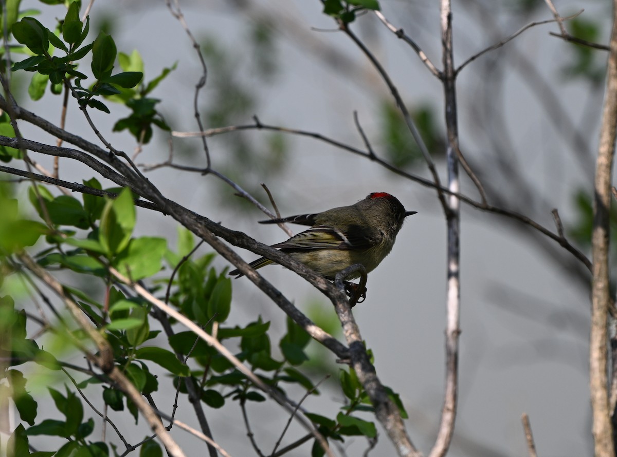 Ruby-crowned Kinglet - ML633547571