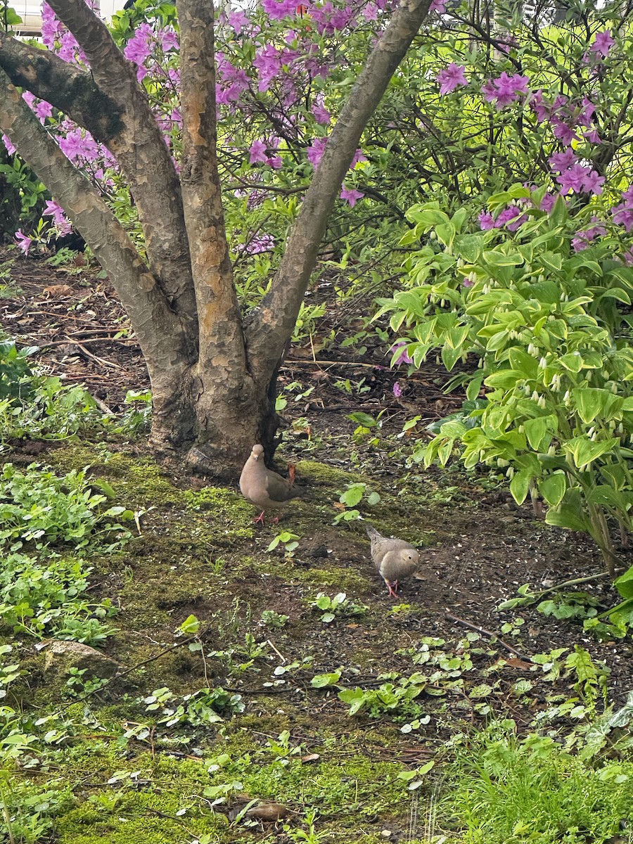 hrdlička karolínská - ML633547678