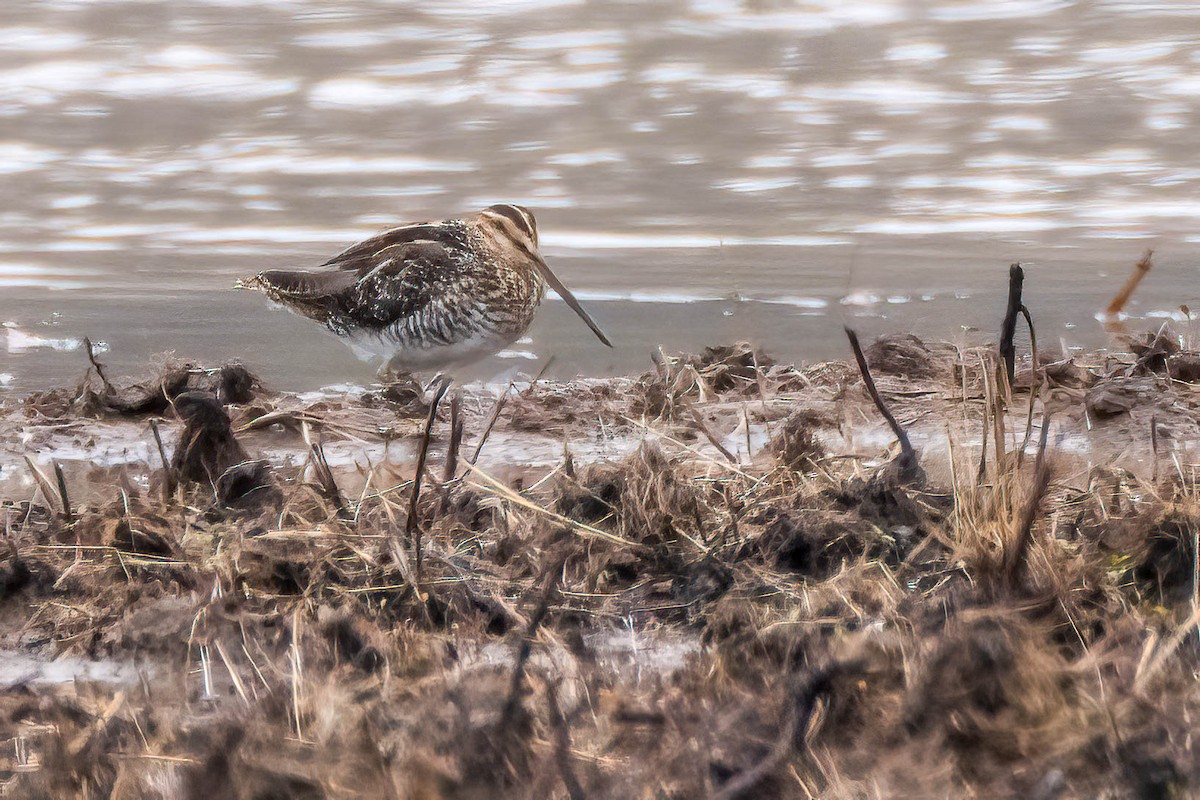 Wilson's Snipe - ML633547712