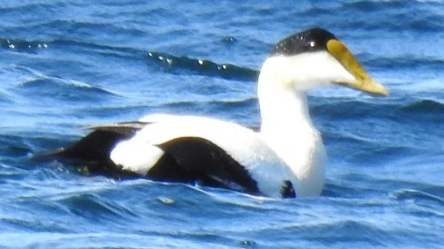 kajka mořská (ssp. dresseri) - ML633547753