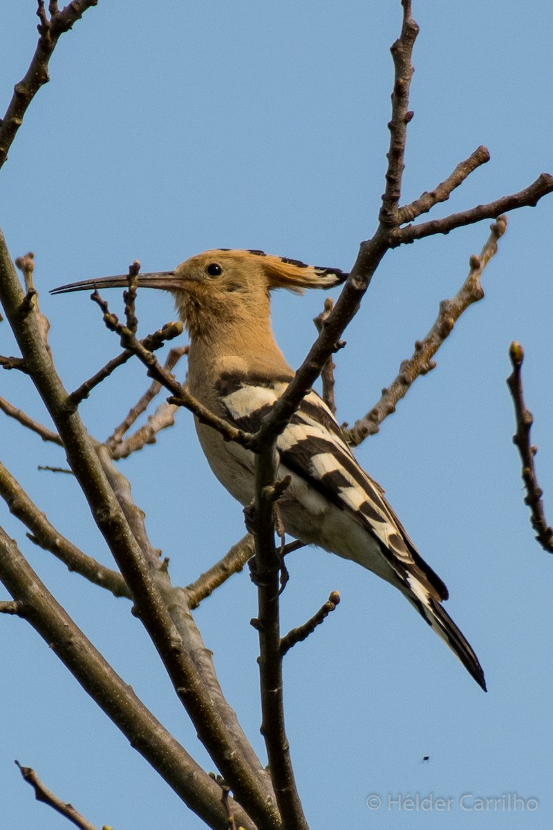 ヤツガシラ - ML633547837