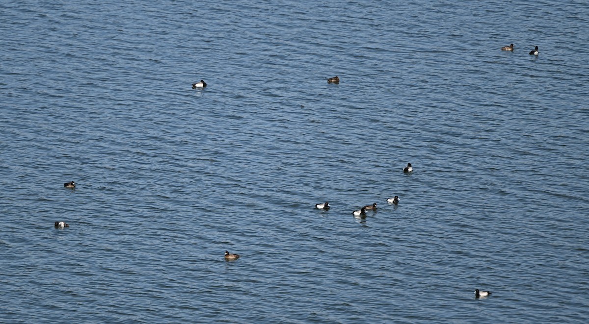 Lesser Scaup - ML633547992