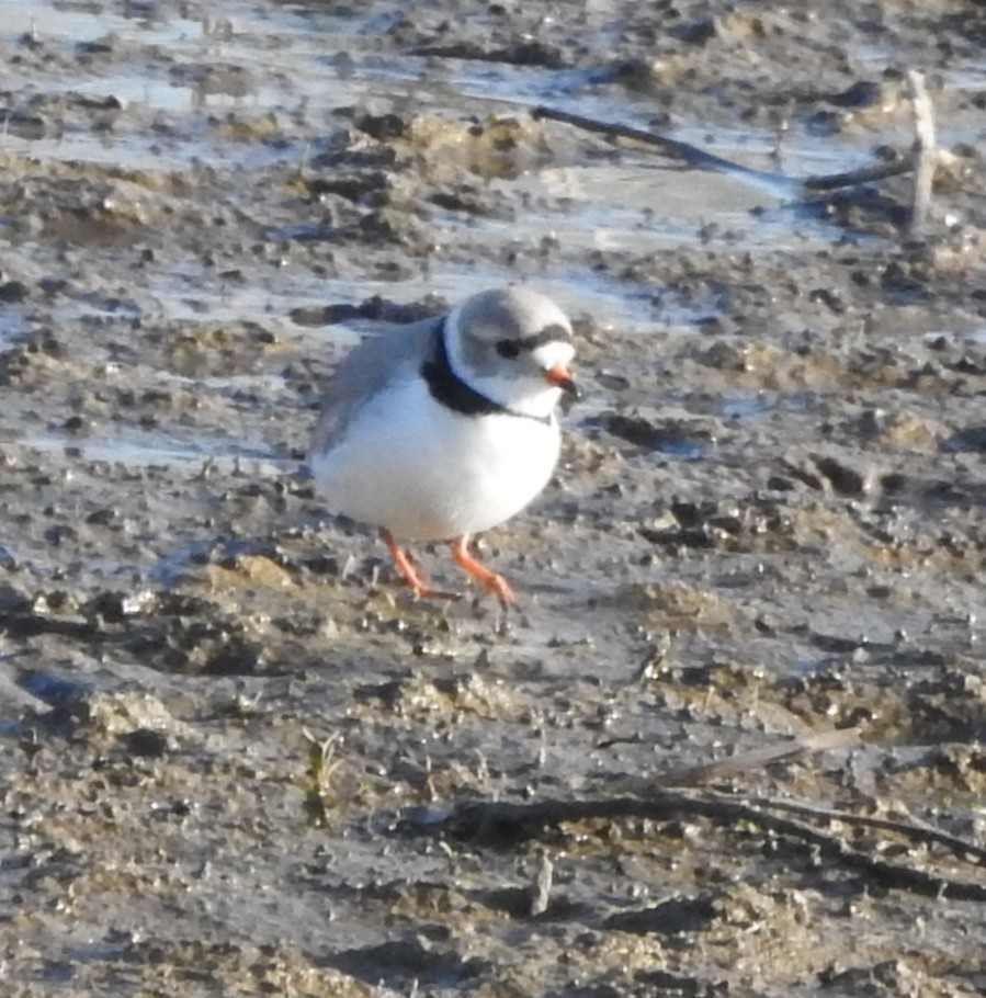 Piping Plover - ML633547994
