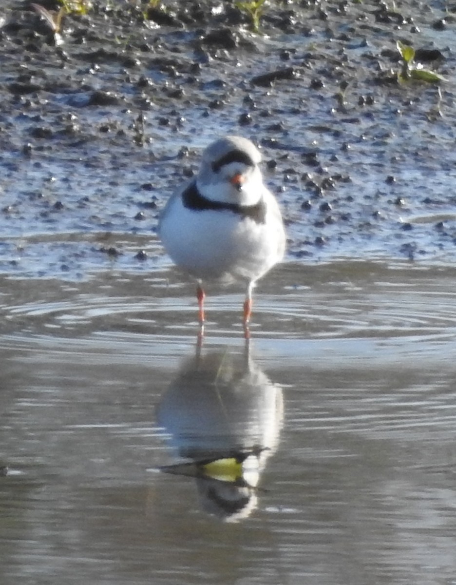 Piping Plover - ML633547995
