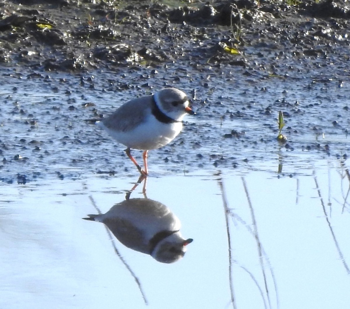 Piping Plover - ML633547996