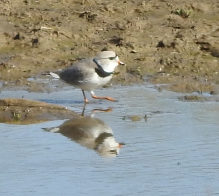 Piping Plover - ML633548005