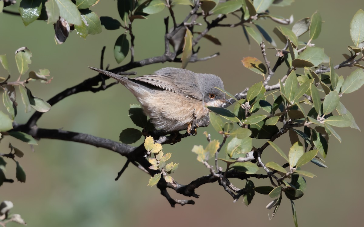 Western Subalpine Warbler - ML633548009