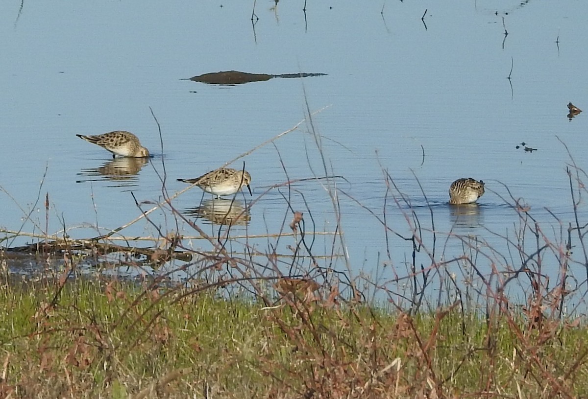 Semipalmated Sandpiper - ML633548034